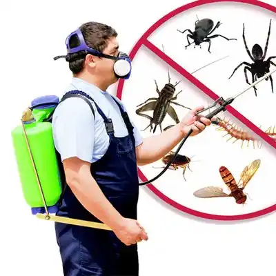 pest control Olean